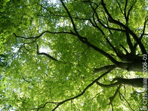 Looking up at a tree canopy in spring